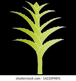 Hand drawn vector Aloe Vera or Aloe barbadensis Mill, Star cactus, Aloin, Jafferabad, Barbados isolated on black background. Outline floral icon. Alternative medicinal and cosmetic plant