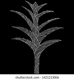 Hand drawn vector Aloe Vera or Aloe barbadensis Mill, Star cactus, Aloin, Jafferabad, Barbados isolated on black background. Outline floral icon. Alternative medicinal and cosmetic plant.