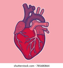 Ventricle Images, Stock Photos & Vectors | Shutterstock