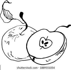 Hand drawn vector apple for cards, posters, recipe, culinary design. Isolated on white background. 