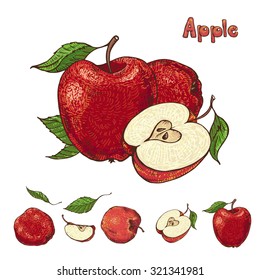 Hand drawn vector apple collection . All objects are conveniently grouped and are easily editable. From elements You can easily create Your own fruit composition