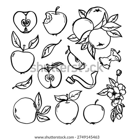 Hand drawn vector apple set. Apples. Line art. Vector illustration. Botanical plants. Vintage engraving.