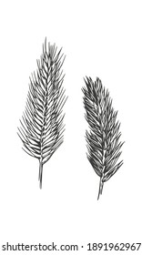 Hand drawn vector art of cereals ears. Wheatgrass isolated on white background.