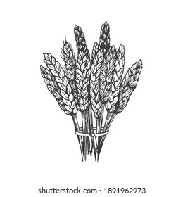 Dibujo manual de arte vectorial de los oídos de los cereales. Trigo aislado en el fondo blanco.