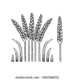 Dibujo manual de arte vectorial de los oídos de los cereales. Trigo aislado en el fondo blanco.