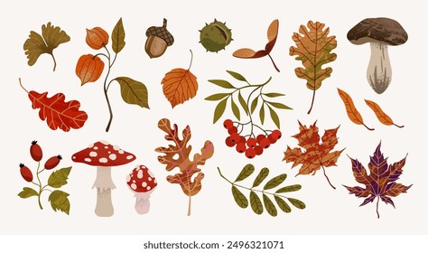 Hand drawn vector autumn elements set. Fall leaves, berries, mushrooms, maple, acorns, oak. Harvest time. Colored trendy illustration. Autumn floral stickers.