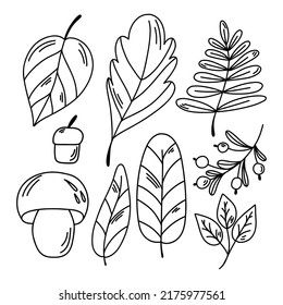 Hand drawn vector autumn leaves set. Handmade decorative elements on a white background.