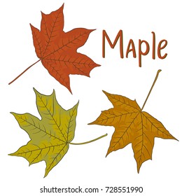 Hand drawn vector autumn maple leaves