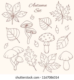 Hand drawn vector autumn set with oak, poplar, beech, maple, aspen and horse chestnut leaves, acorns and mushrooms line art isolated on the white background. Fall elements for you design.