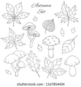 Hand drawn vector autumn set with oak, poplar, beech, maple, aspen and horse chestnut leaves, mushrooms, acorns and physalis outline isolated on the white background. Fall collection for you design.