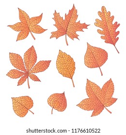 Hand drawn vector autumn set with oak, poplar, beech, maple, aspen and horse chestnut leaves and physalis of orange color isolated on the white background. Detailed foliage. Fall elements.