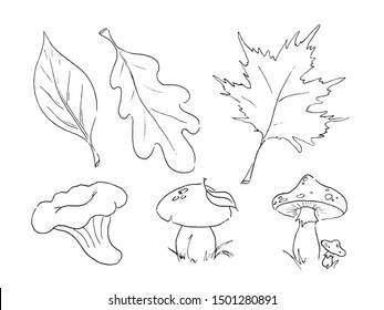 Hand drawn vector autumn set of leaves and mushroom line art isolated on white background.