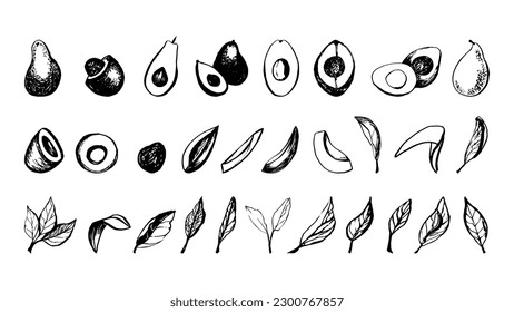 Vector de mano vectorial aguacate fruta y hojas set
