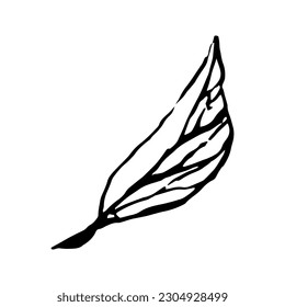 Hand drawn vector avocado leaves and branch.