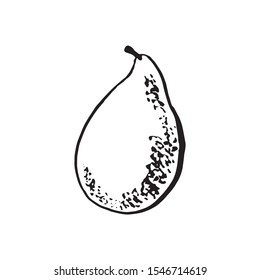 Hand drawn vector avocado on white background. Tropical illustration. Food concept for ecological product and advertising.