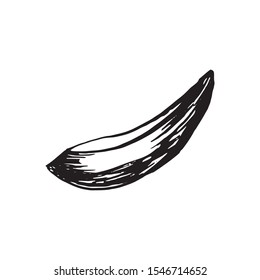 Hand drawn vector avocado on white background. Tropical illustration. Food concept for ecological product and advertising.