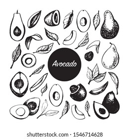 Hand drawn vector avocado set. Tropical illustration. Food concept for ecological product and advertising.