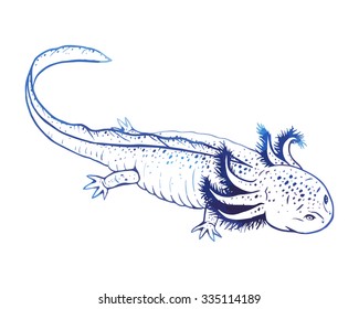 Hand drawn vector axolotl