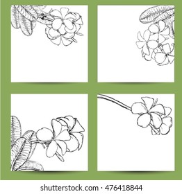 Hand drawn vector background plumeria for text.