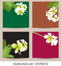 Hand drawn vector background plumeria for text.