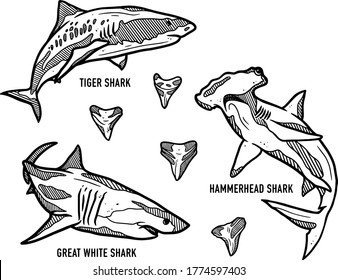 Hand drawn vector based shark illustrations!
