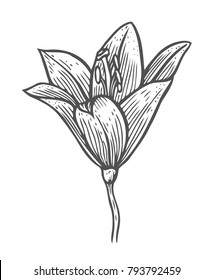 Hand drawn vector beautiful lily flower in the style of black and white engraving.