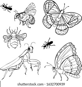 Hand drawn vector beetles. Black and white insects for design, icons, logo or print. Set of insects, many species in vintage hand drawn style, illustration animals.