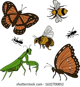 Hand drawn vector beetles. On white insects for design, icons, logo or print. Set of insects, many species in vintage hand drawn style, illustration animals.
