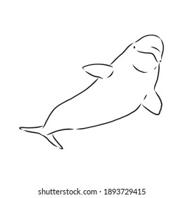 Hand drawn vector beluga whale. Sketch engraving illustration of whale. beluga whale vector sketch illustration