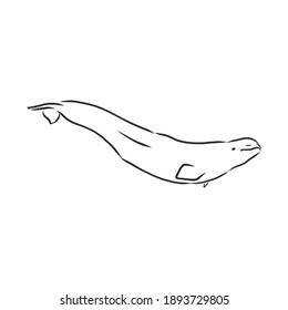 Hand drawn vector beluga whale. Sketch engraving illustration of whale. beluga whale vector sketch illustration