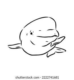 Ballena beluga con vector dibujado a mano. Esbozo que graba la ilustración de la ballena. ilustración del esbozo del vector de ballena de beluga