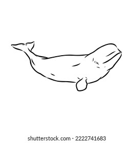 Hand drawn vector beluga whale. Sketch engraving illustration of whale. beluga whale vector sketch illustration