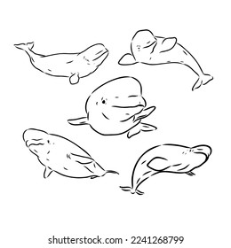 Hand drawn vector beluga whale. Sketch engraving illustration of whale. beluga whale vector sketch illustration