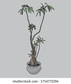 Hand drawn vector of big house plant on a light gray background. Pachira plant in a clay pot color cartoon illustration. Cozy interior huge scandinavian style