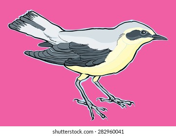 hand drawn vector bird illustration