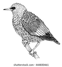 Hand drawn vector bird illustration.