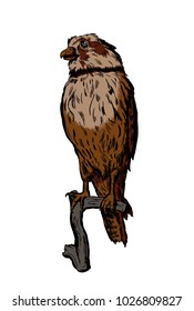 Hand drawn vector bird on white sitting on a branch