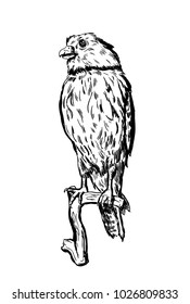 Hand drawn vector bird on white sitting on a branch