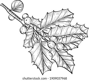 Handgezeichnete Vektorgrafik schwarzer Linie. Weihnachtsblumen umreißen Illustration. Heiliger Beerenkraut. Winterblumenzweig.