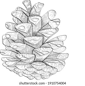Dibujo manual vectorial arte de línea negra. Ilustración de contorno de cono de pino aislado en fondo blanco