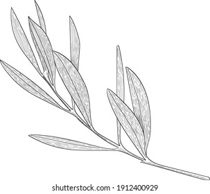 Hand drawn vector black line art. Branch with leaves outline illustration. Ovile branch