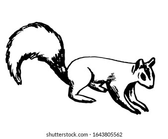 Esquema negro vectorial dibujado a mano. Animales silvestres, ardillas con cola esponjosa, vista lateral, aislados en un fondo blanco. Familia de roedores, naturaleza, zoológico.
