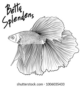 Hand drawn vector black and white outline Betta Splendens fish isolated on white background