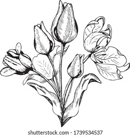 Hand drawn vector black and white bouquet of tulips, line art isolated on the white background