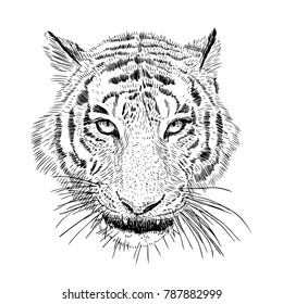 Hand drawn vector black and white artistic portrait of tiger head isolated on white background. Wild cat illustration. Ink drawing. 