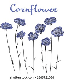 Cornflores azules de vector dibujadas a mano ambientadas al estilo de las acuarelas