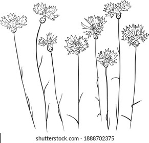 Hand drawn vector blue cornflowers set in black and white