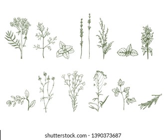 Hand drawn vector botanic set. Dill, mint, lavender, chamomile, barberry, parsley