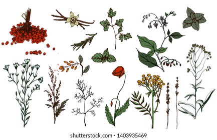 Hand drawn vector botanic set. Dill, mint, lavender, chamomile, barberry, parsley, viburnum, poppy