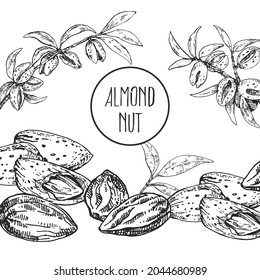 Ilustración de almendras botánicas vectoriales dibujada a mano. Nueces exóticas con hojas en cáscara. Piezas alimenticias orgánicas de naturaleza saludable. Imágenes de contorno aisladas para diseño, embalaje, menú